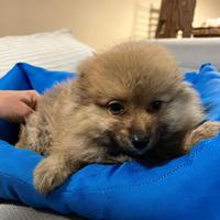 I migliori cuccioli italiani ( Spitz 2 mesi)