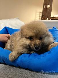 I migliori cuccioli italiani ( Spitz 2 mesi)