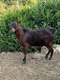 Becco murciana_granadina