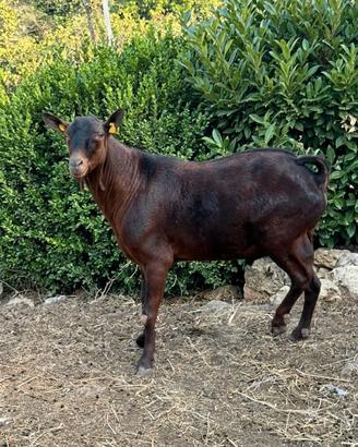 Becco murciana_granadina