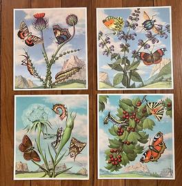 Quattro Stampe PICCOLA NATURA VIVA