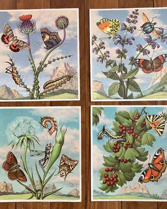 Quattro Stampe PICCOLA NATURA VIVA