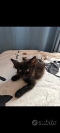 Gattino nero pelo medio lungo