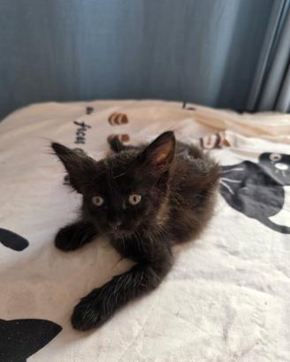Gattino nero pelo medio lungo