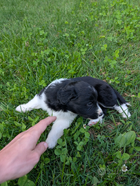 Border Collie