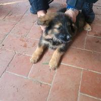 Cuccioli meticci