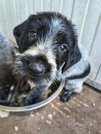 Cuccioli di cane Drahthaar