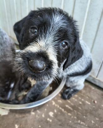 Cuccioli di cane Drahthaar