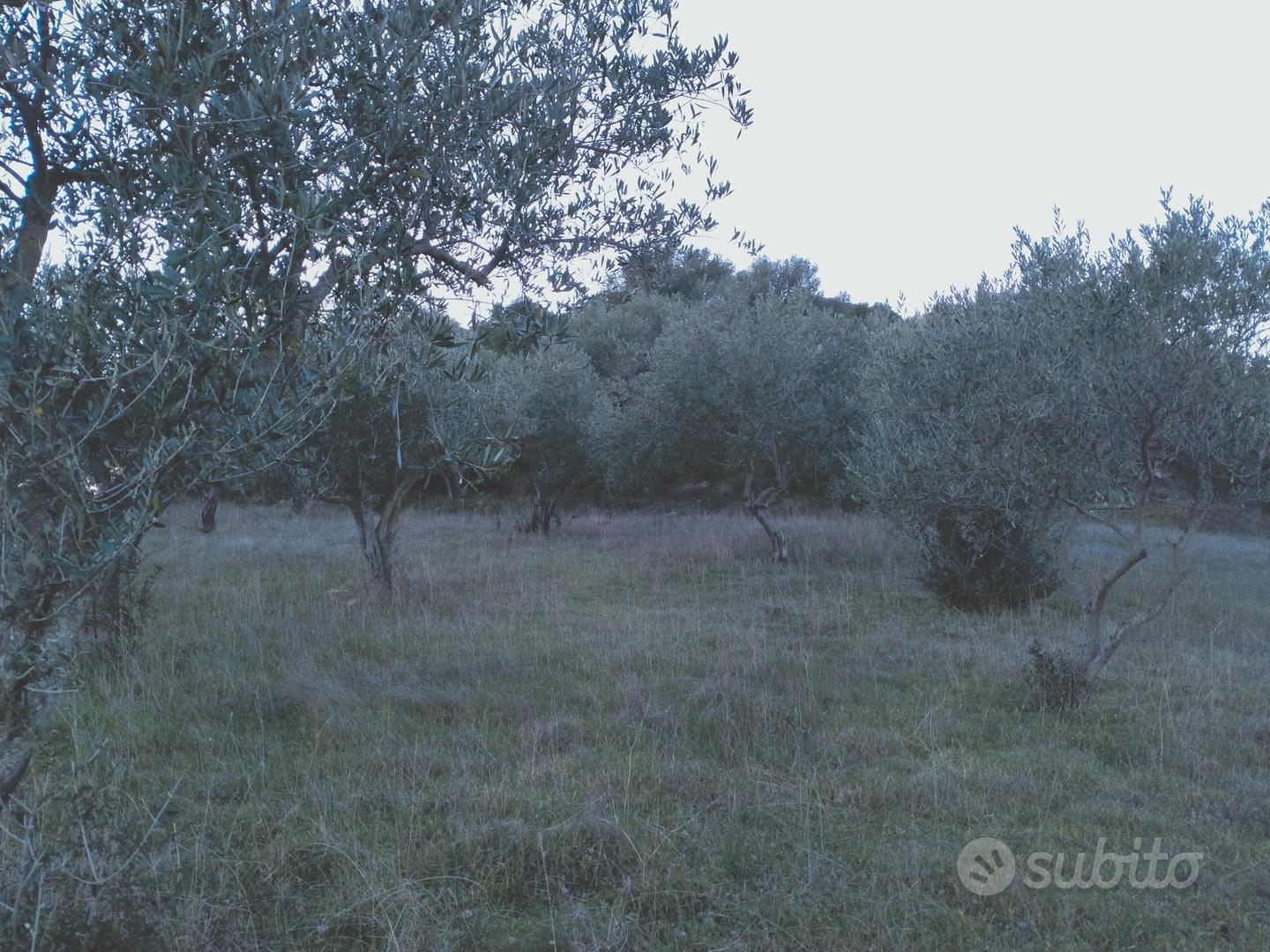 Terreno oliveto martis - Vista 3