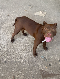 American pitbull terrier