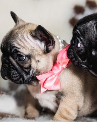 Cuccioli di Bulldog Francese Pedigree Enci
