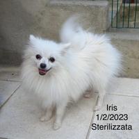 Esemplare femmina sterilizza di Spitz tedesco nano