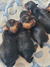 Maschietti yorkshire