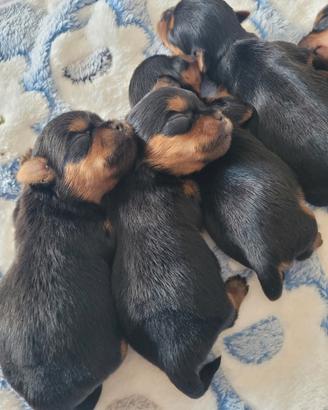 Maschietti yorkshire
