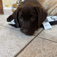 Cuccioli cani labrador