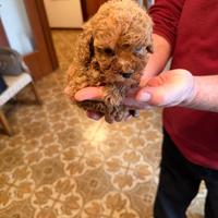 Cucciolo Barboncino Mini Toy