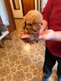 Cucciolo Barboncino Mini Toy