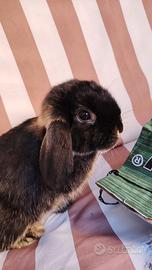 Coniglio ariete nano