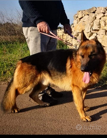 Cuccioli pastore tedesco