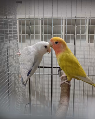 Coppia inseparabili