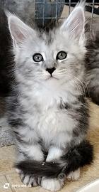 Cuccioli di Maine Coon