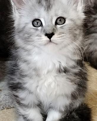 Cuccioli di Maine Coon