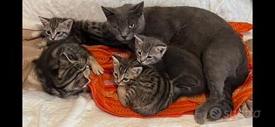 Stupendi gattini nati 14 agosto