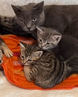 Stupendi gattini nati 14 agosto