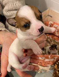 Cucciolo di jack russell terrier zampa corta