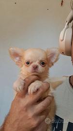 Chihuahua