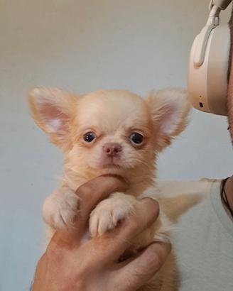 Chihuahua
