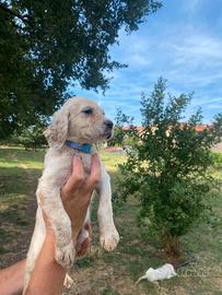 Cani da caccia