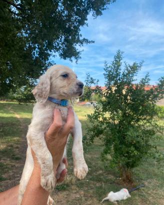 Cani da caccia