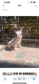 Cucciolo di bulldog francese