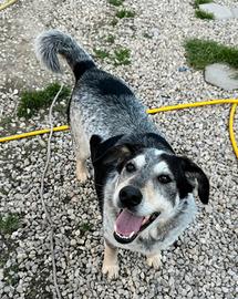 Mila 4 anni Taglia media