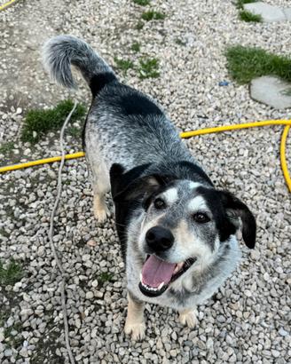 Mila 4 anni Taglia media