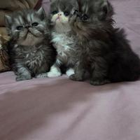Cucciole persiane ipertipiche femminucce