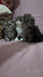 Cucciole persiane ipertipiche femminucce