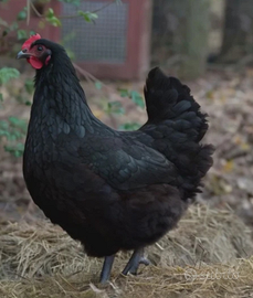Gallina Australorp