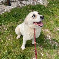 Simil Border da adottare