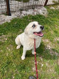 Simil Border da adottare