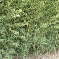 Canne bamboo 1€ all'una