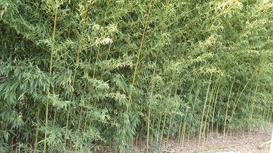 Canne bamboo 1€ all'una