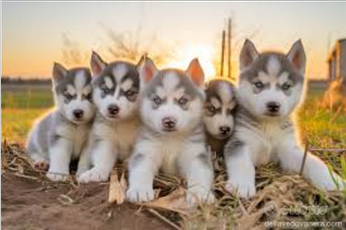 Husky con pedigree ENCI