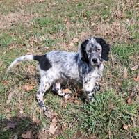 Cucciolo cane setter inglese