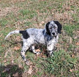 Cucciolo cane setter inglese