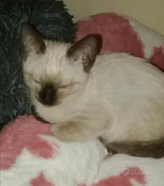 Cucciolo maschio gatto siamese