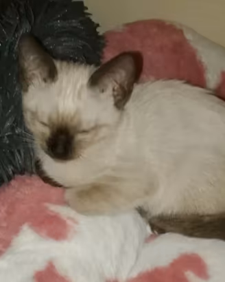 Cucciolo maschio gatto siamese