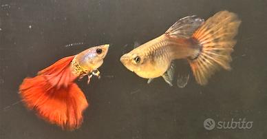 Guppy