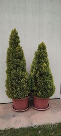 2 piante da giardino Thuja occidentalis